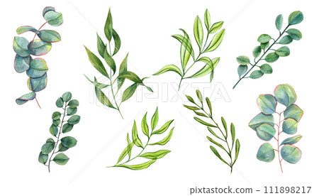 Set with eucalyptus branches of different types. Green leaves. Spiral eucalyptus, silver dollar eucalyptus. Watercolor illustration for design. Wedding floral set. 111898217