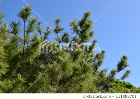 Ryukyu pine Ryukyu pine 111898701