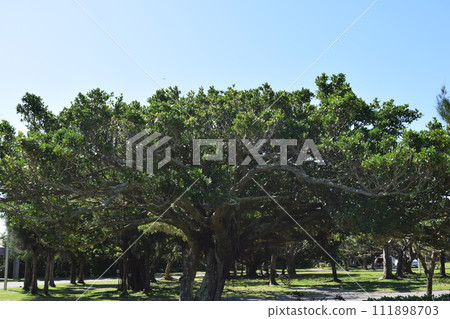 Bajumaru Bajumaru 111898703