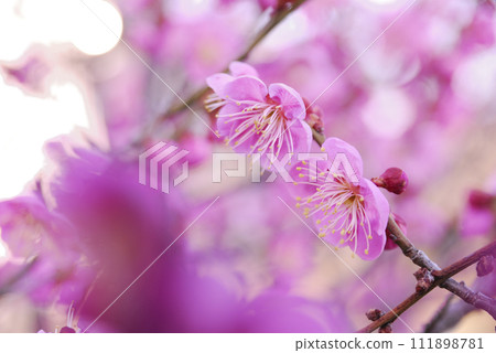 早春梅花 111898781