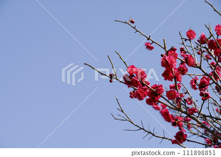 Spring coming 111898851
