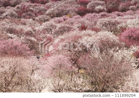 某天看到的梅林公園 某天看到的梅林公園 111899204