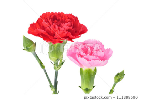 [Carnation] (depth synthesis) 111899590