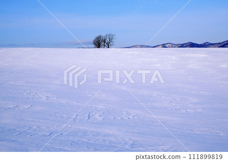 北海道美瑛町親子樹 111899819