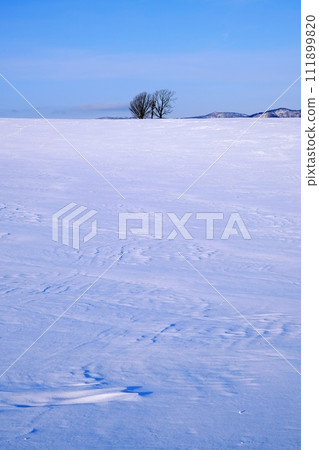 Hokkaido Biei Town Parent and Child Tree Hokkaido Biei Town Parent and Child Tree 111899820
