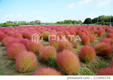 Cute kochia autumn leaves 111900158