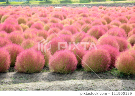 可愛的地膚秋葉 111900159