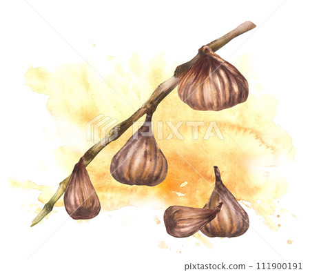 Watercolor dried fig hanging and plucked, falling off the branch on watercolor stains background. Dry fruits arrangement. Food plant clipart for card, label, sticker. Hand drawn illustration Isolated 111900191
