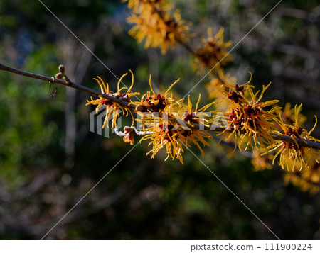 早春花:百合花 早春花:百合花 111900224