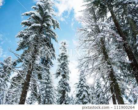 quiet snowy forest in sunny sky 111900264