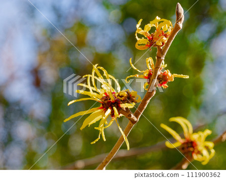 Early spring flowers: Flowering of Chinese lily Early spring flowers: Flowering of Chinese lily 111900362