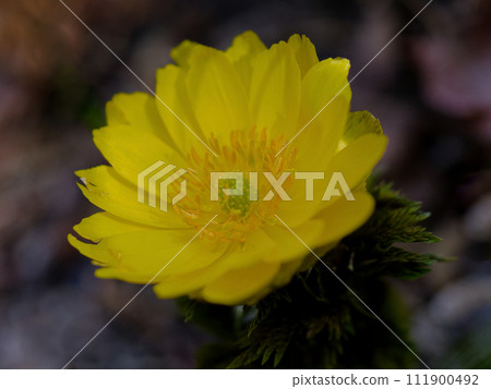 Early spring yellow flowers, Fukujusou blooming Early spring yellow flowers, Fukujusou blooming 111900492