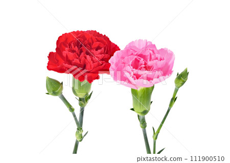 [Carnation] (depth synthesis) 111900510