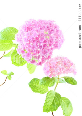 Pink hydrangeas, dense and fine double blooms, bright background 111900536