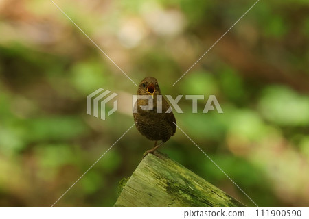 Wren, a small wild bird that lives in mountain streams chirping on a song post Wren, a small wild bird that lives in mountain streams chirping on a song post 111900590
