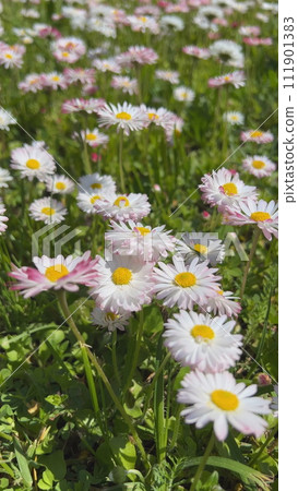 Pretty daisy flowers blooming in the meadow. Vertical video for the smartphone. 111901383