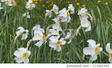 White daffodil flowers grow in a meadow. 111901385