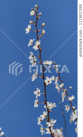 Branches of flowering cherry plums on a spring sunny day against the blue sky. Branches of flowering cherry plums on a spring sunny day against the blue sky. 111901399