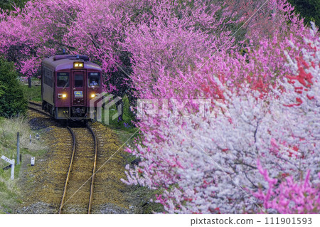 Watarase Valley Train with peach blossoms in bloom Watarase Valley Train with peach blossoms in bloom 111901593