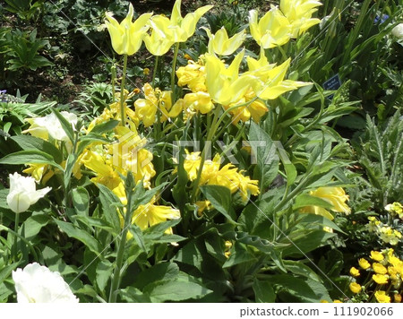 Tulip Formosa 111902066