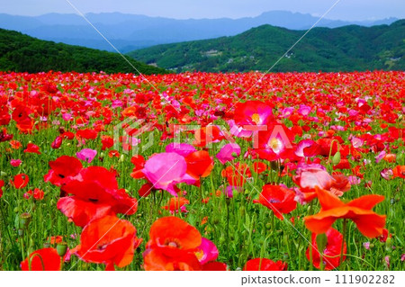 埼玉縣秩父郡皆濃町秩父高原農場和東秩父村的天空罌粟花田 111902282
