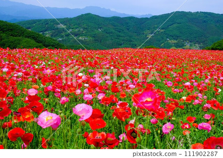 埼玉縣秩父郡皆濃町秩父高原農場和東秩父村的天空罌粟花田 111902287