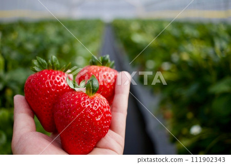草莓又大又甜又紅又亮 111902343