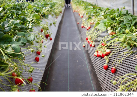 Go strawberry picking in Tochigi Prefecture Go strawberry picking in Tochigi Prefecture 111902344