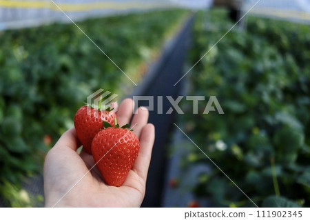 Sweet and delicious strawberry king Amaou Sweet and delicious strawberry king Amaou 111902345