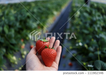 The best strawberry picking experience in Nikko The best strawberry picking experience in Nikko 111902346