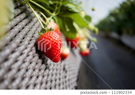 Have fun and delicious strawberry picking in winter Have fun and delicious strawberry picking in winter 111902354