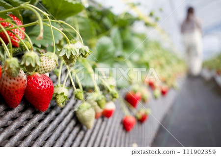 All-you-can-eat Amaou, the king of winter fruits, strawberry picking in Nikko All-you-can-eat Amaou, the king of winter fruits, strawberry picking in Nikko 111902359