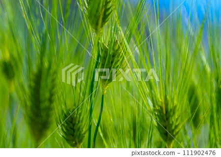 行大麥大麥 行大麥大麥 111902476