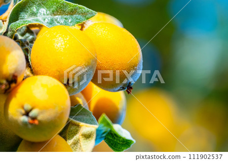 Ripe loquat fruit 111902537