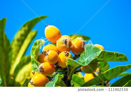 Ripe loquat fruit 111902538