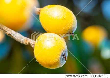 成熟的枇杷果實 成熟的枇杷果實 111902539