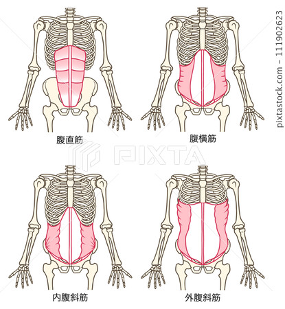 腹肌群圖,腹直肌,腹橫肌,腹內斜肌,腹外斜肌 腹肌群圖,腹直肌,腹橫肌,腹內斜肌,腹外斜肌 111902623