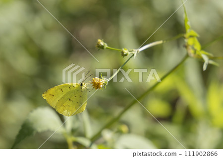 Scenery with the October insect, the northern flycatcher-6 111902866