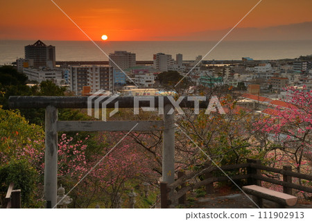 Early blooming Ryukyu Kanhi cherry blossoms coloring the torii on the approach to Nago Shrine in Nago Castle Park, Nago City, Okinawa Prefecture, and the sunset over Nago Bay 111902913