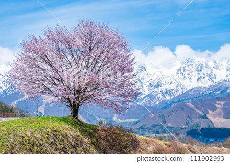 One cherry tree of Nodaira One cherry tree of Nodaira 111902993