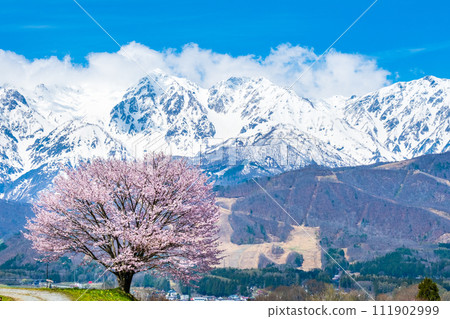 Nodaira的一棵櫻花樹 111902999