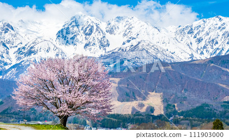 Nodaira的一棵櫻花樹 Nodaira的一棵櫻花樹 111903000