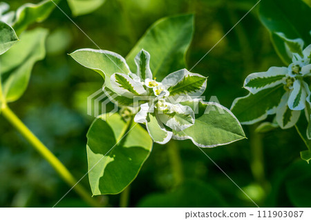 Midsummer snow ~Hatuyukisou~ Midsummer snow ~Hatuyukisou~ 111903087