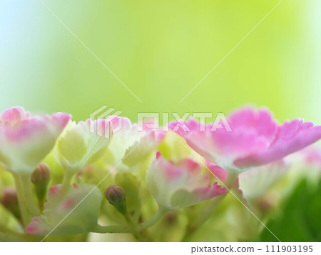 繡球花開始改變顏色和複製空間 繡球花開始改變顏色和複製空間 111903195