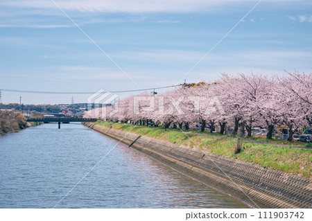 大分市原川沿岸的櫻花盛開 111903742