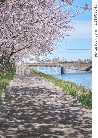 大分市原川沿岸的櫻花盛開 111903749