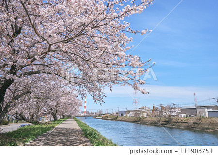 大分市原川沿岸的櫻花盛開 111903751