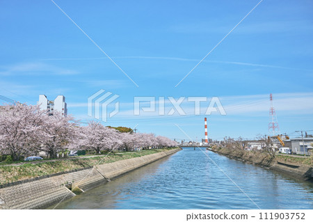 大分市原川沿岸的櫻花盛開 111903752