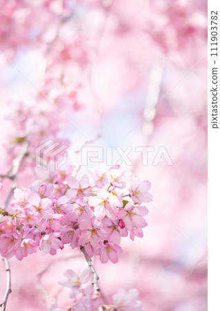垂枝櫻花垂直構圖 111903782
