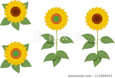Two types of sunflowers seen from above and from the front Two types of sunflowers seen from above and from the front 111904051